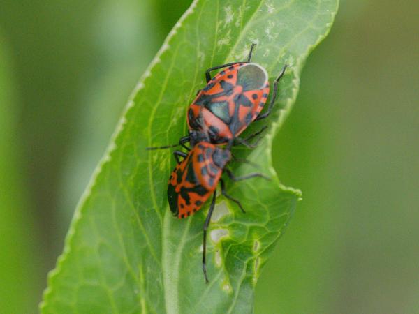 <h3>Eurydema&nbsp;ornata /  / Sierlijke&nbsp;schildwants</h3>OM-1 Mark II met OLYMPUS M.150-400mm F4.5, 1/2000 sec  bij F4.5, ISO 1250, afstand 1.91&nbsp;m